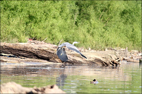 wildlife abounds on the Ohio River