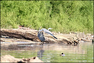 herons and other wildlife abound on the Ohio River